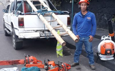 Tala de Árboles en Quito y Alrededores: Servicio Seguro, Rápido y Profesional