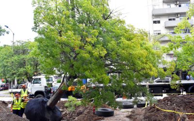 ¿Cuándo es necesario talar un árbol? Señales de alerta para propietarios en Quito